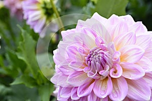 The pink dahlia flower