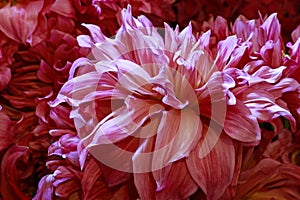 Pink dahlia flower background