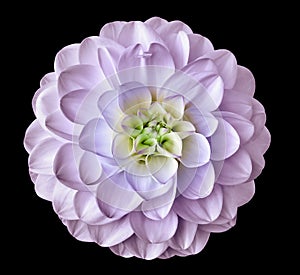 Pink dahlia  flower black  background isolated  with clipping path. Closeup. For design.