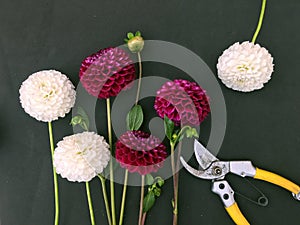 Pink dahlia flower on black background. Pink dahlia Flower. Pink dahlia isolated. Flowers and tools to create a bouquet