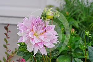 Pink dahlia flower and bud