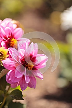 Pink Dahlia flower called Fascination