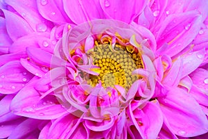 Pink dahlia flower close up with dew drops on petals