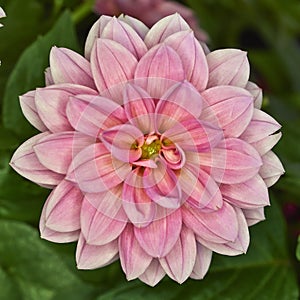 Pink Dahlia flower closeup