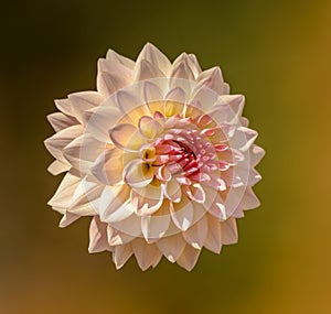 Pink dahlia flower closeup isolated