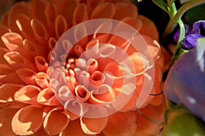 Pink Dahlia flower closeup with petal detail and shadows