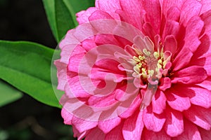 Pink Dahlia Flower Closeup in Sunlight