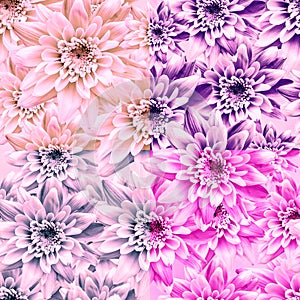 Pink dahlia flower design