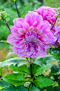 Pink Dahlia flower with dew drops