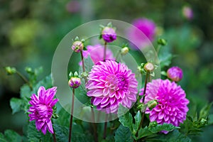 Pink Dahlia flower in full bloom closeup