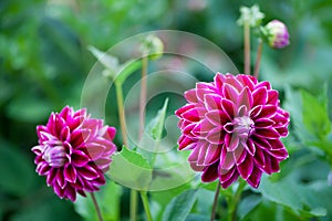 Pink Dahlia flower in full bloom closeup