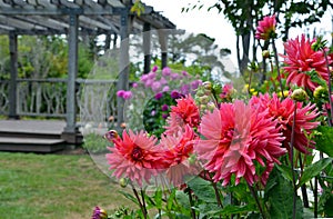 Pink dahlia flower garden