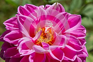 Pink dahlia flower in the garden