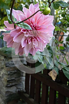 Pink dahlia flower in the garden. Selective focus