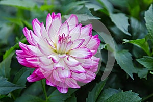 Pink dahlia flower in the garden at spring day