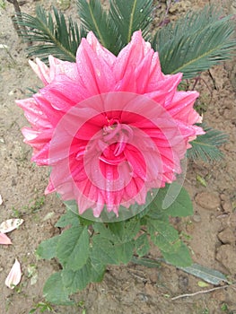 Pink Dahlia Flower Giant Fresh Flower