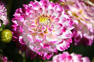 Pink dahlia