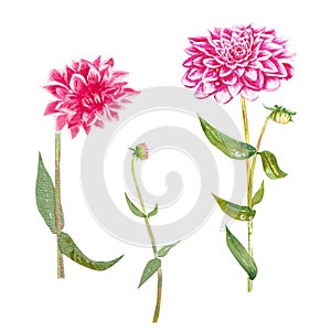 Pink dahlia flower hand drawn in watercolor. Dahlia flowers with green leaves and stems.For design