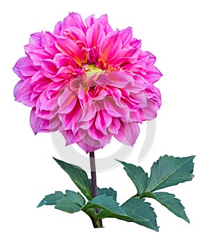 Pink dahlia flower isolated