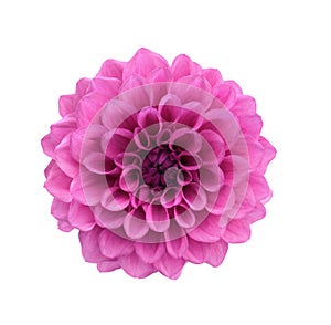 Pink dahlia flower isolated on white