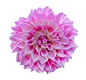 Pink Dahlia flower isolated on white background, clipping path