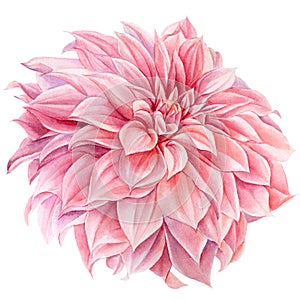 Pink dahlia flower isolated white background, watercolor botanical painting, delicate flowers