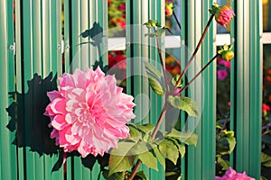 Pink dahlia flower peeping through the fence slats