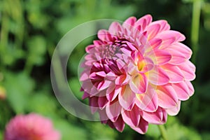 Pink dahlia flower pink suffusion