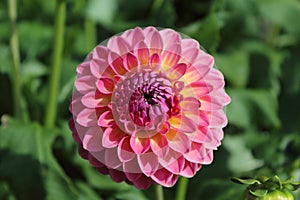 Pink dahlia flower pink suffusion