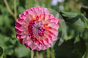 Pink dahlia flower pink suffusion