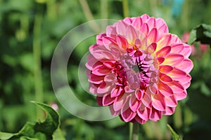 Pink dahlia flower pink suffusion photo