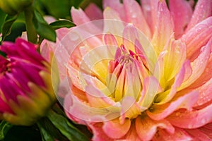 Pink dahlia flower with rain drops in the garden, soft focus