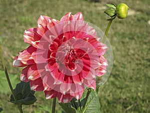 Pink dahlia flower shinning in a garden.