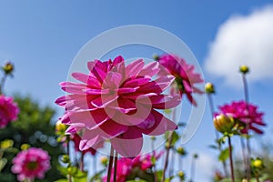 This pink dahlia flower stands out beautifully against the blue sky in a castle garden in Lisse, the Netherlands