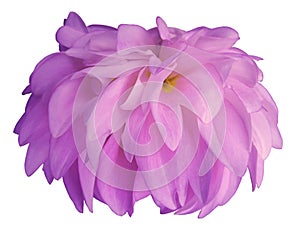 Pink Dahlia flower, white background isolated with clipping path. Closeup. with no shadows. for design. side view.