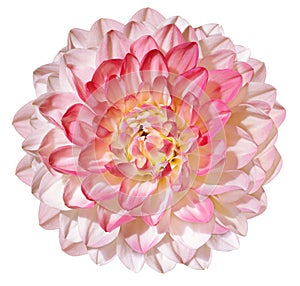Pink dahlia  flower  on white isolated background with clipping path. Closeup. For design.