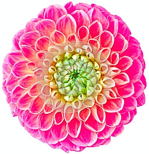 Pink dahlia flower, white isolated background with clipping path.   Closeup.  no shadows.  For design.  Nature
