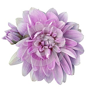 Pink dahlia. Flower on a white isolated background with clipping path. For design. Closeup