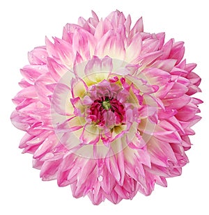 Pink dahlia. Flower on a white isolated background with clipping path. For design. Closeup. Drops of water on the petals