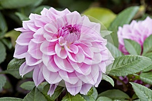 Pink dahlia flowers photo