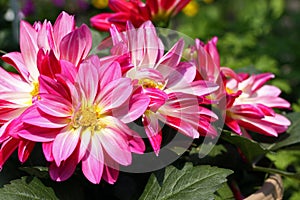 Pink Dahlia Flowers