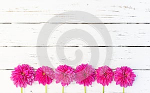 Pink Dahlia Flowers Background