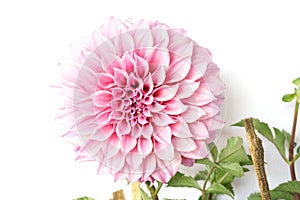 Pink Dahlia Flowers blooming with green leave isolated on white background