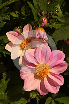 Pink dahlia flowers close