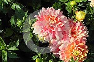 Pink dahlia flowers close-up