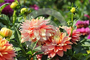 Pink dahlia flowers close-up photo