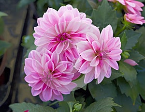 Pink Dahlia flowers close-up