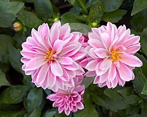 Pink dahlia flowers closeup photo