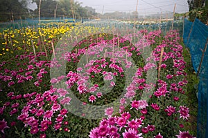 Pink Dahlia flowers , Dahlia pinnata bushy,tuberous,herbaceous perennial plants being harvested