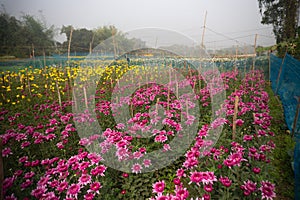 Pink Dahlia flowers , Dahlia pinnata bushy,tuberous,herbaceous perennial plants being harvested in floricultural field at Khirai,